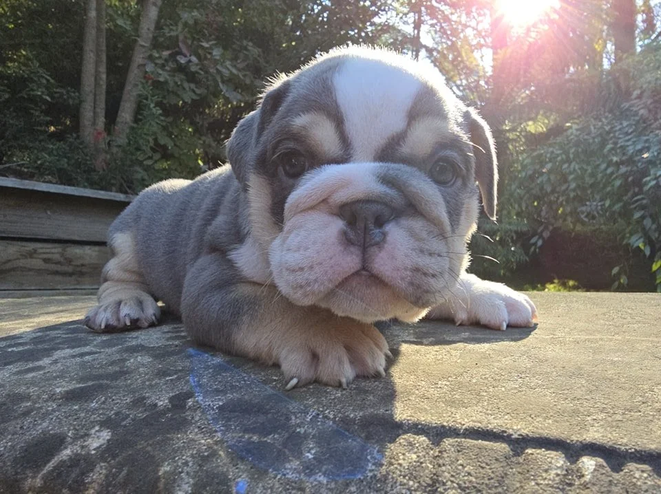 Ethical, family focused Australian Bulldog Breeder, SugarBomb Bulldogs. Located Melb, Vic.