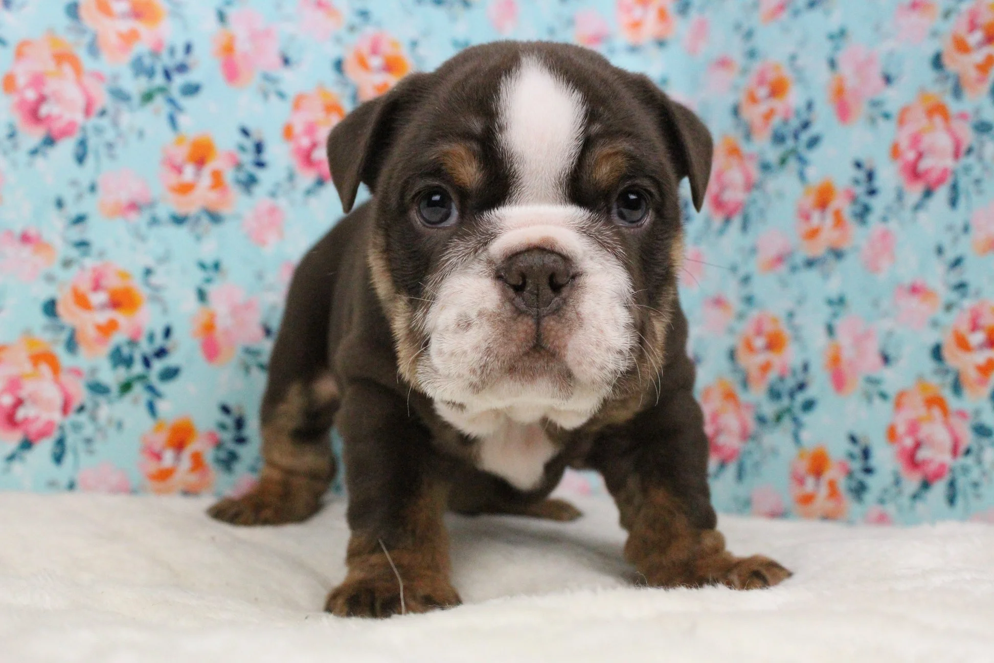 A cute brown and white puppy standing on a white surface with a colorful floral background.