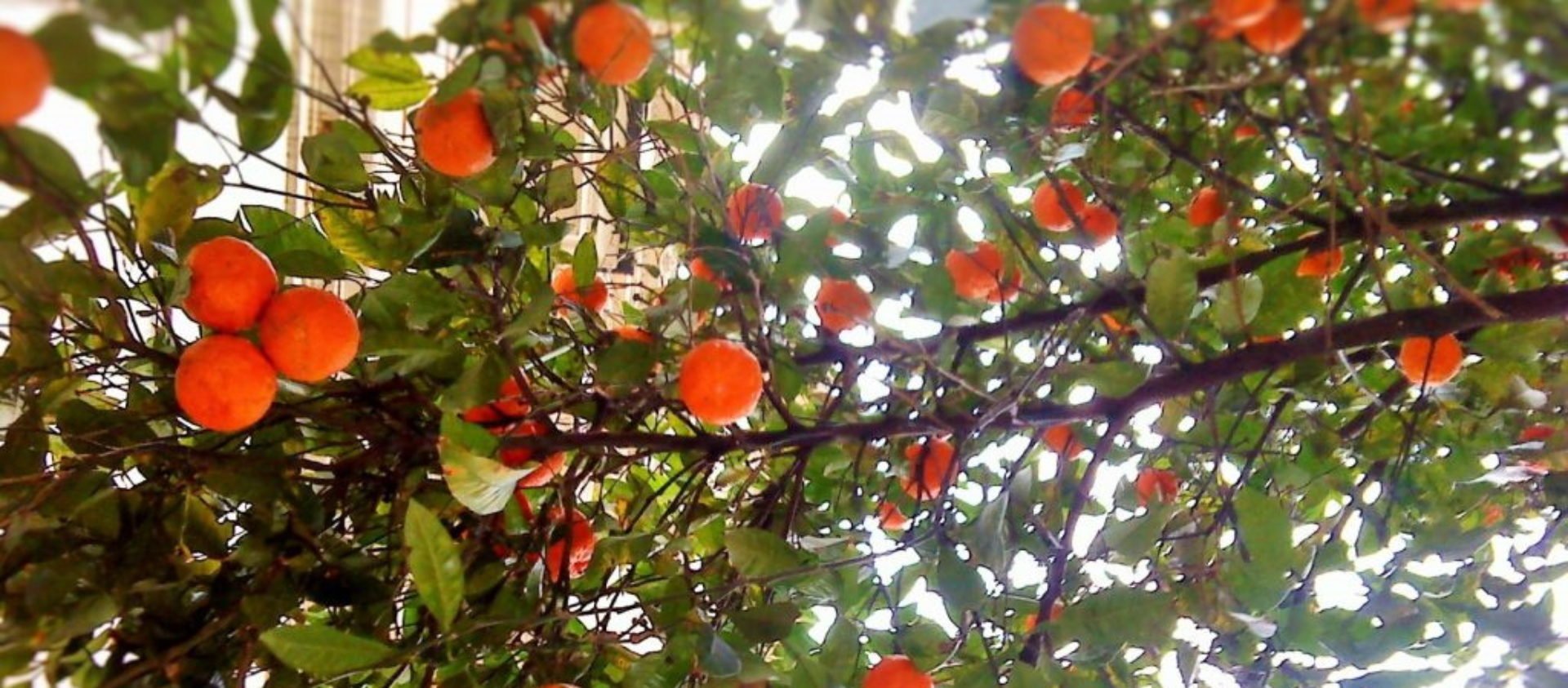 cropped-MVPABIZ-ROMA_203_-1.jpg