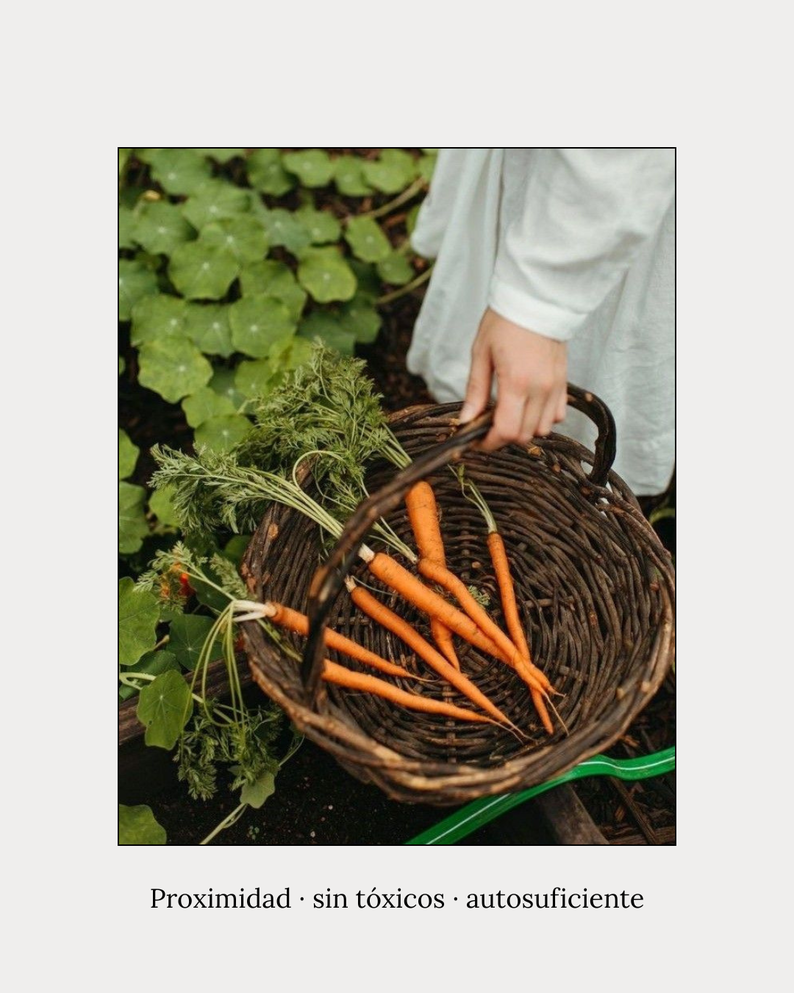 Cesta con zanahorias recién cosechadas de un huerto, con plantas de hojas verdes en el fondo.