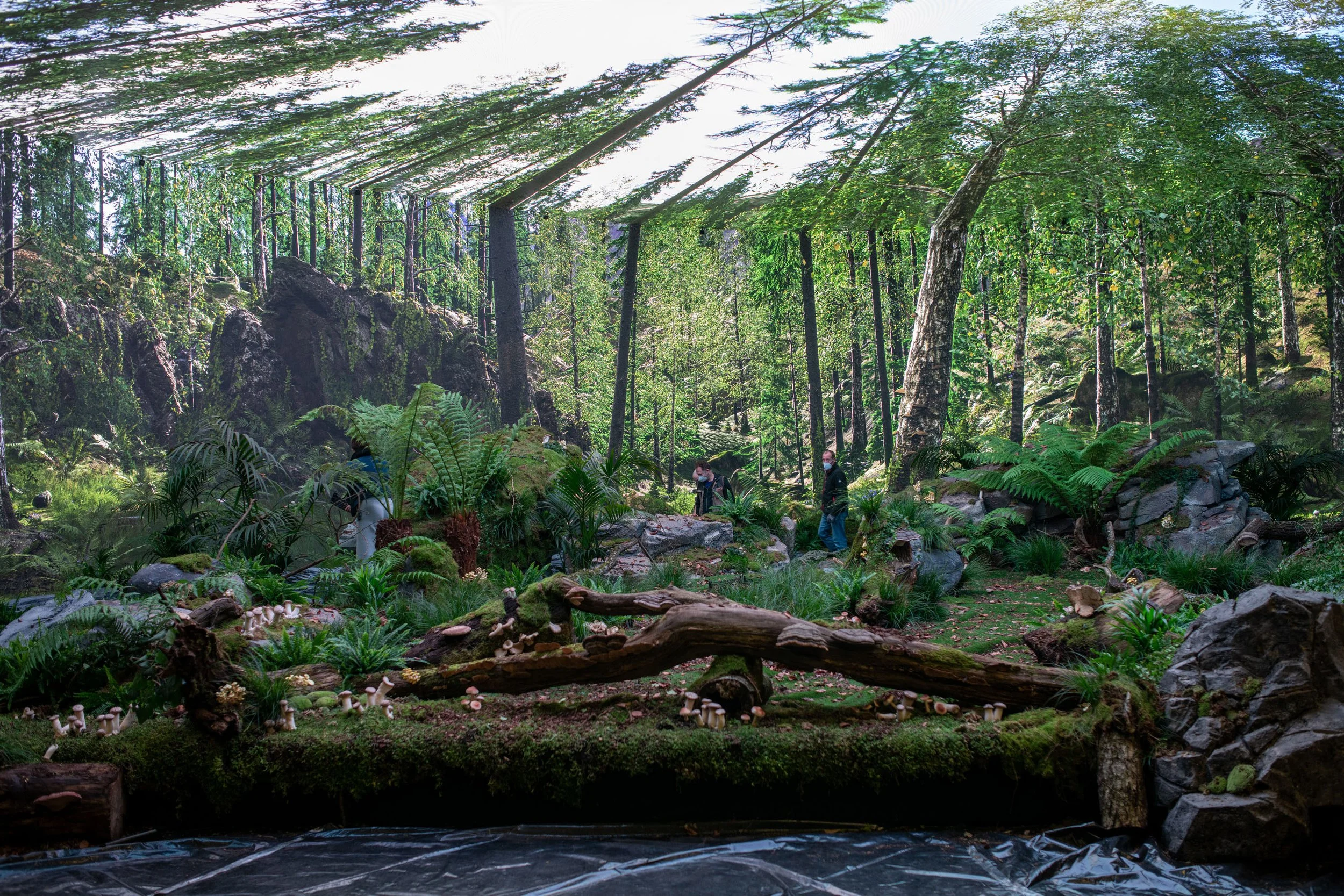 Ein üppiger grüner Wald mit hohen Bäumen und einer felsigen Landschaft. Mehrere Menschen, die Masken tragen, spazieren im Wald.