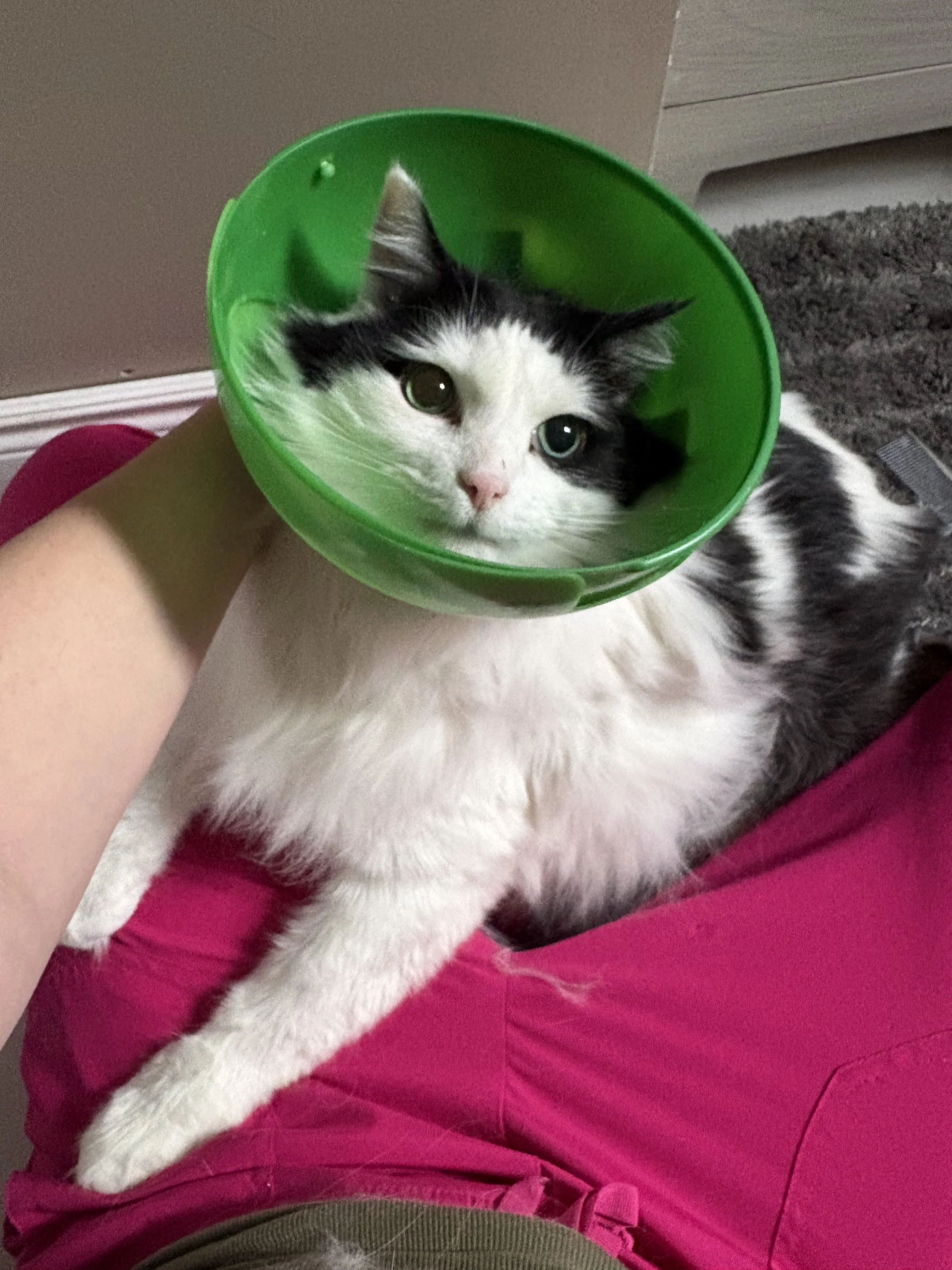 Black and white cat with pink nose and yellow and green eyes wearing a green cone around its neck, resting on a person's lap.