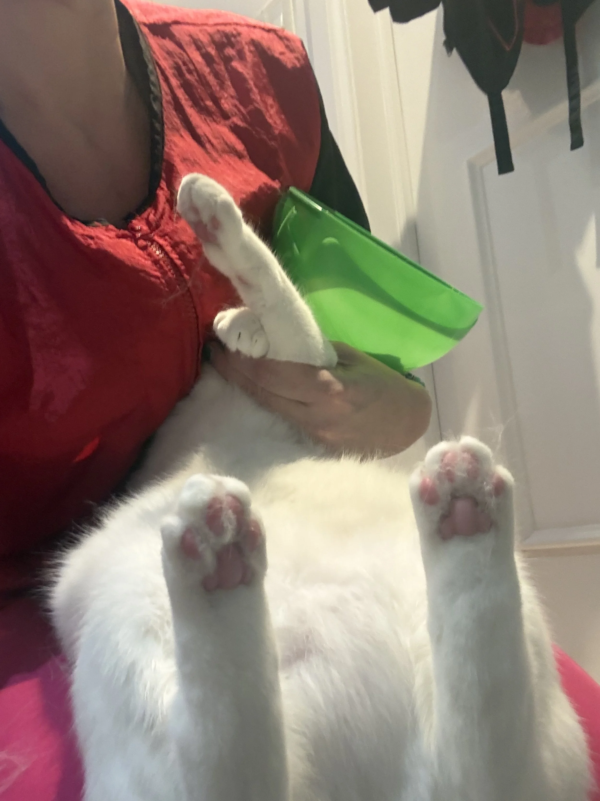 A person holding a white kitten with pink paw pads, the kitten is lying on its back with its paws up, showing its belly and paws.