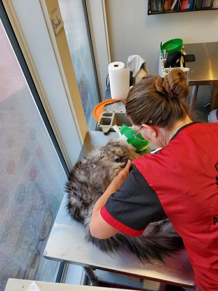 A cat groomer examining a cat on an examination table.