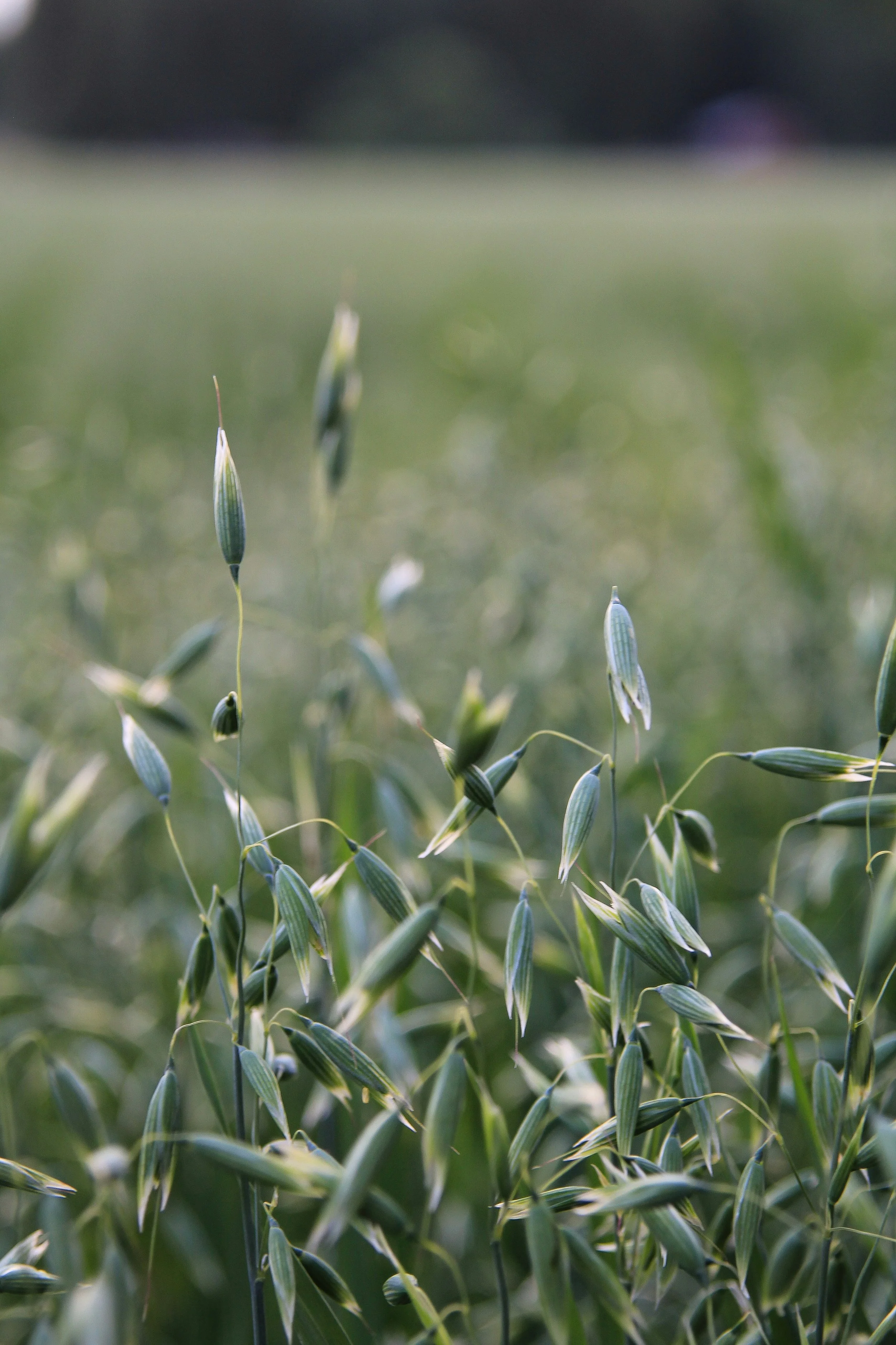 Close-up of oat plants in a field with a blurred background.