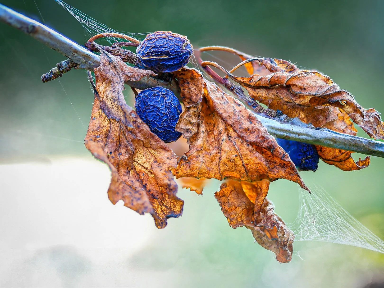 Autumn web.jpg