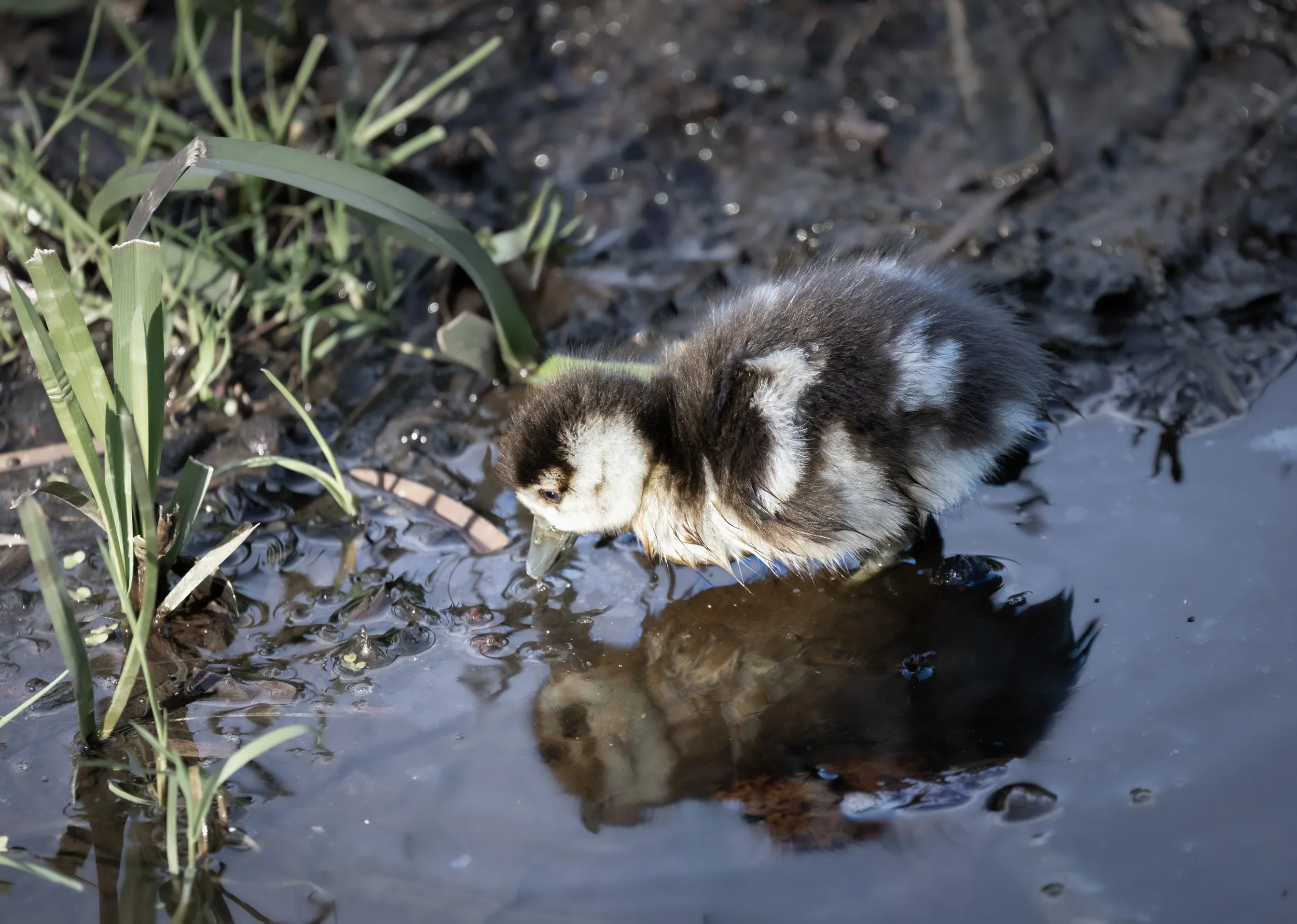chick.jpg