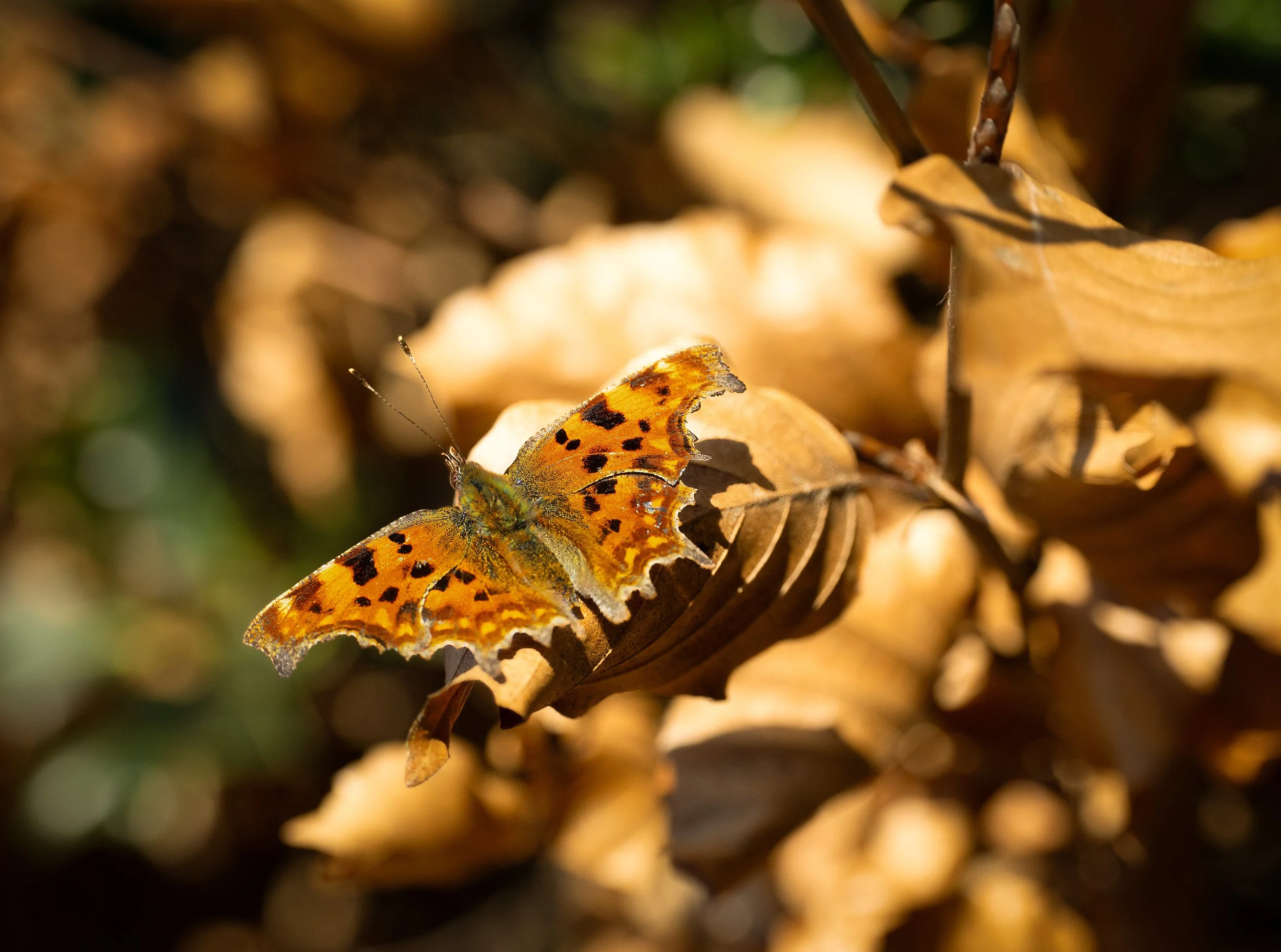 butterfly_on leaf.jpg
