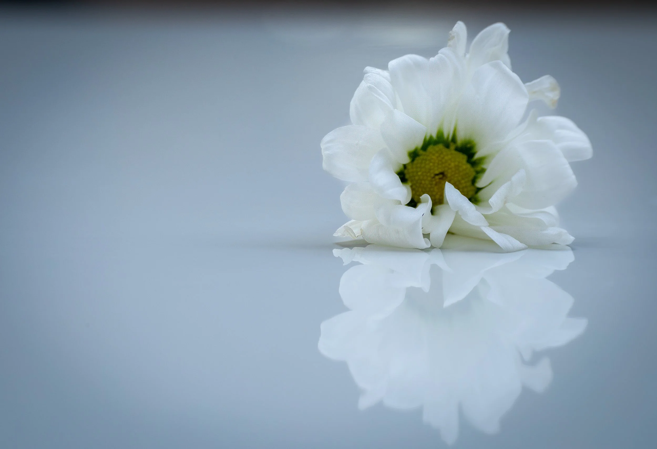 daisy_mirrored.jpg