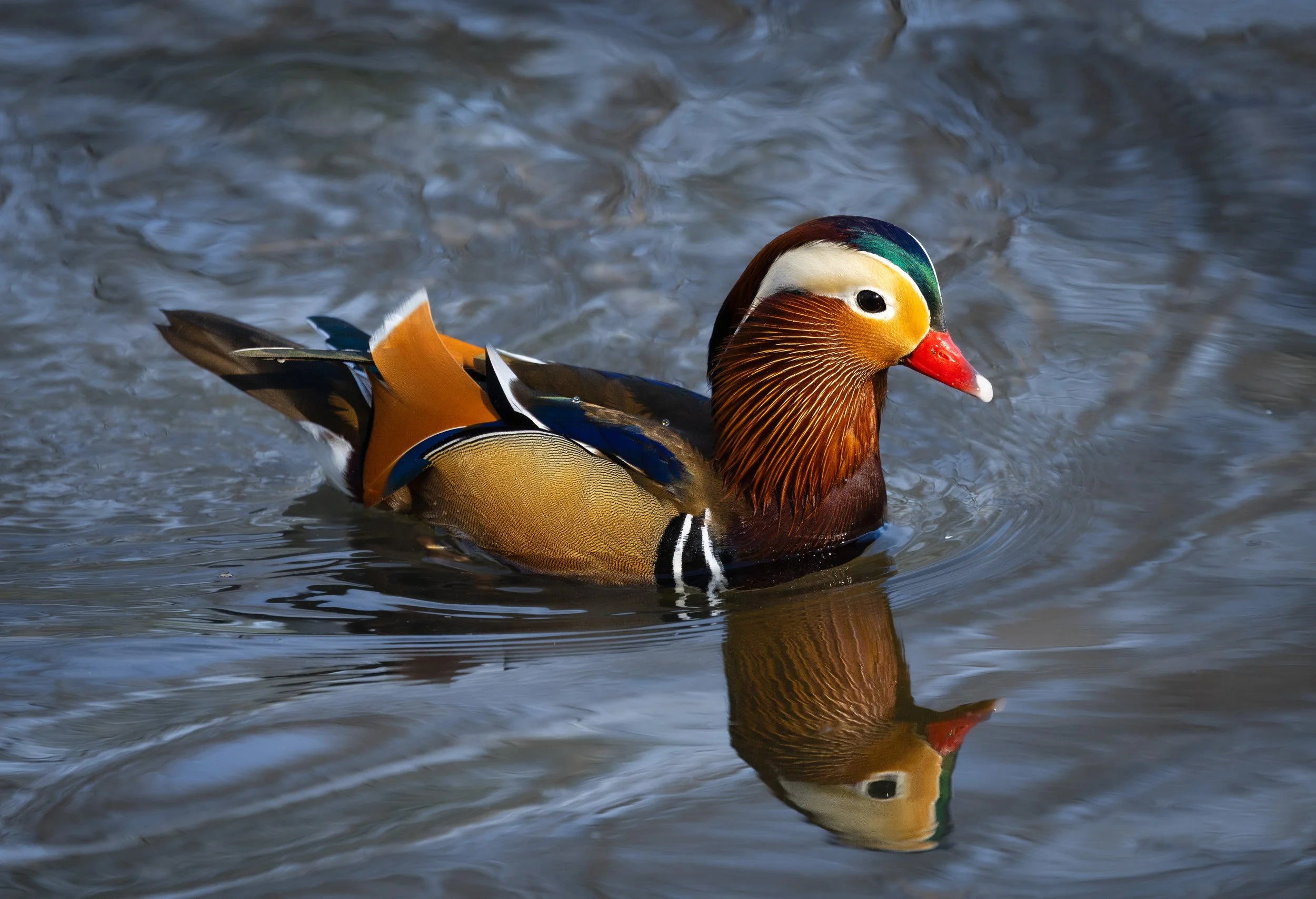 madarin duck.jpg