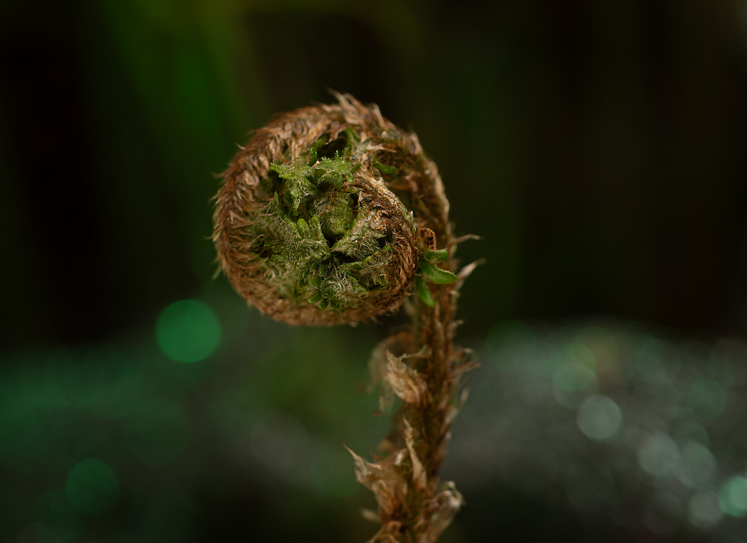 Macro