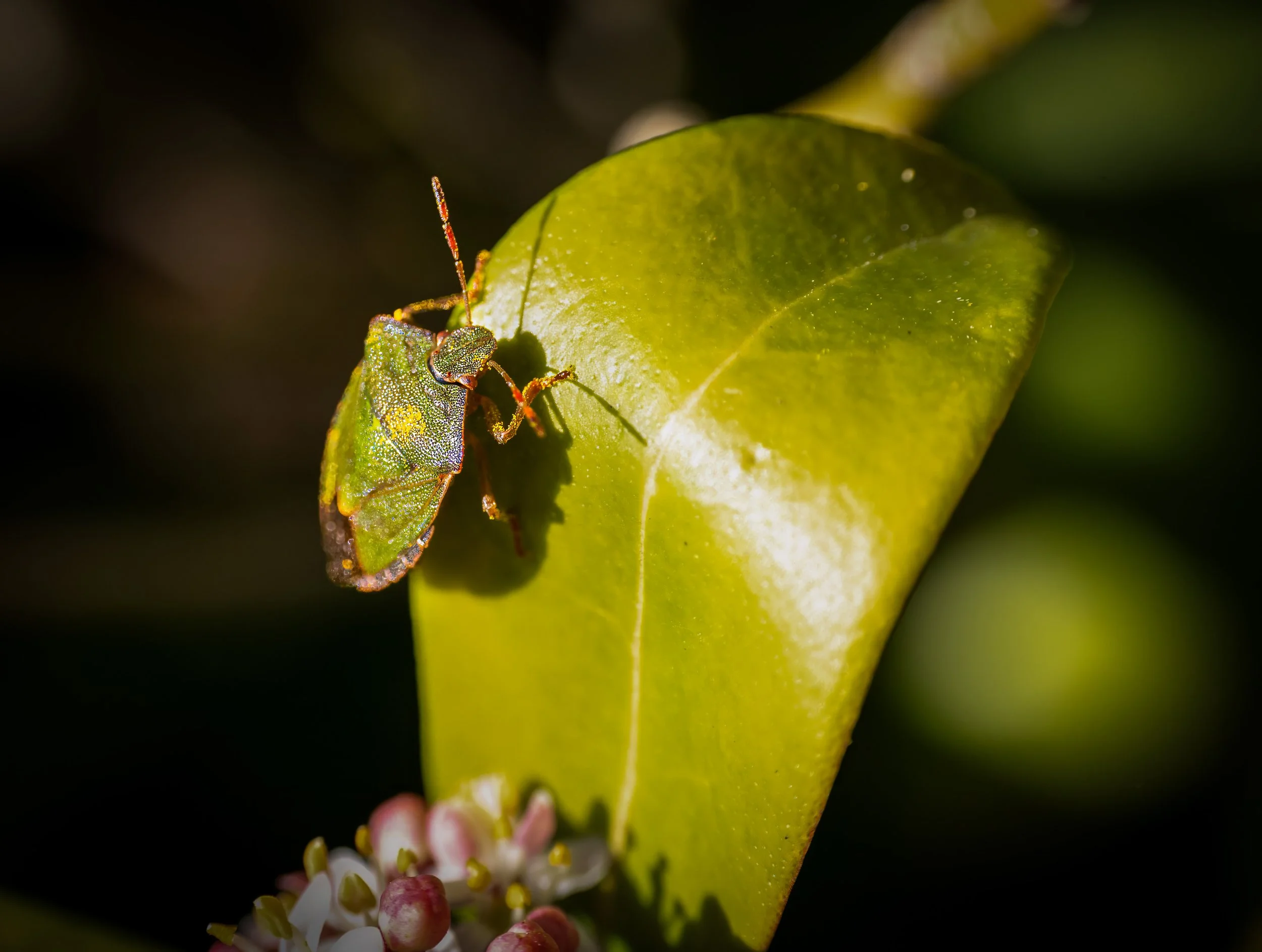 shield bug.jpg