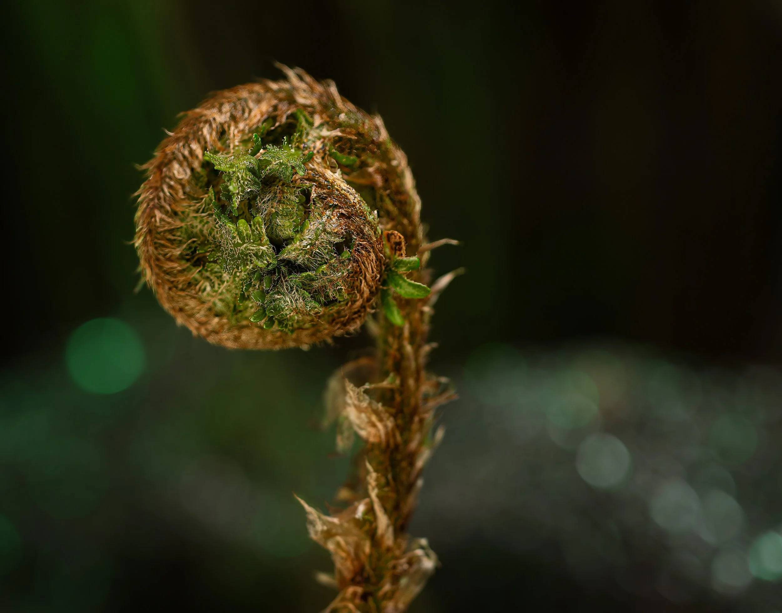 fern unfurling.jpg
