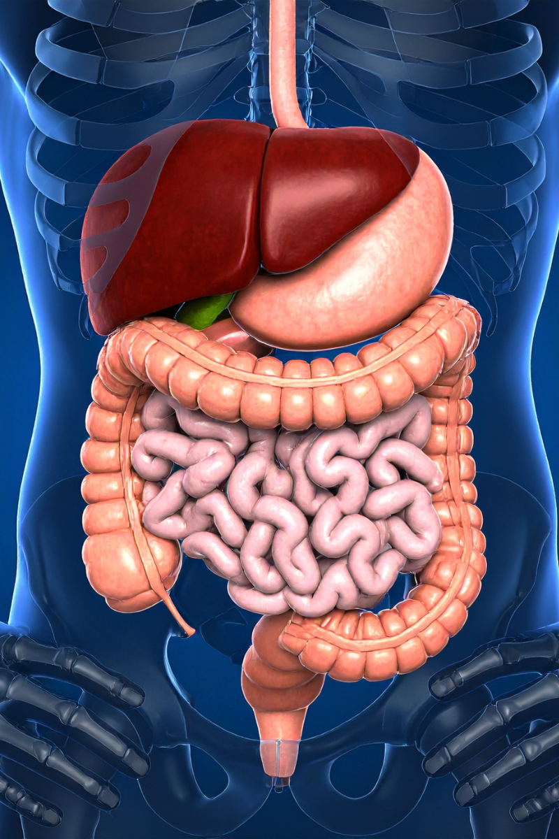 Anatomische Darstellung der menschlichen inneren Organe, einschließlich Leber, Magen und Darm im Bauchraum.