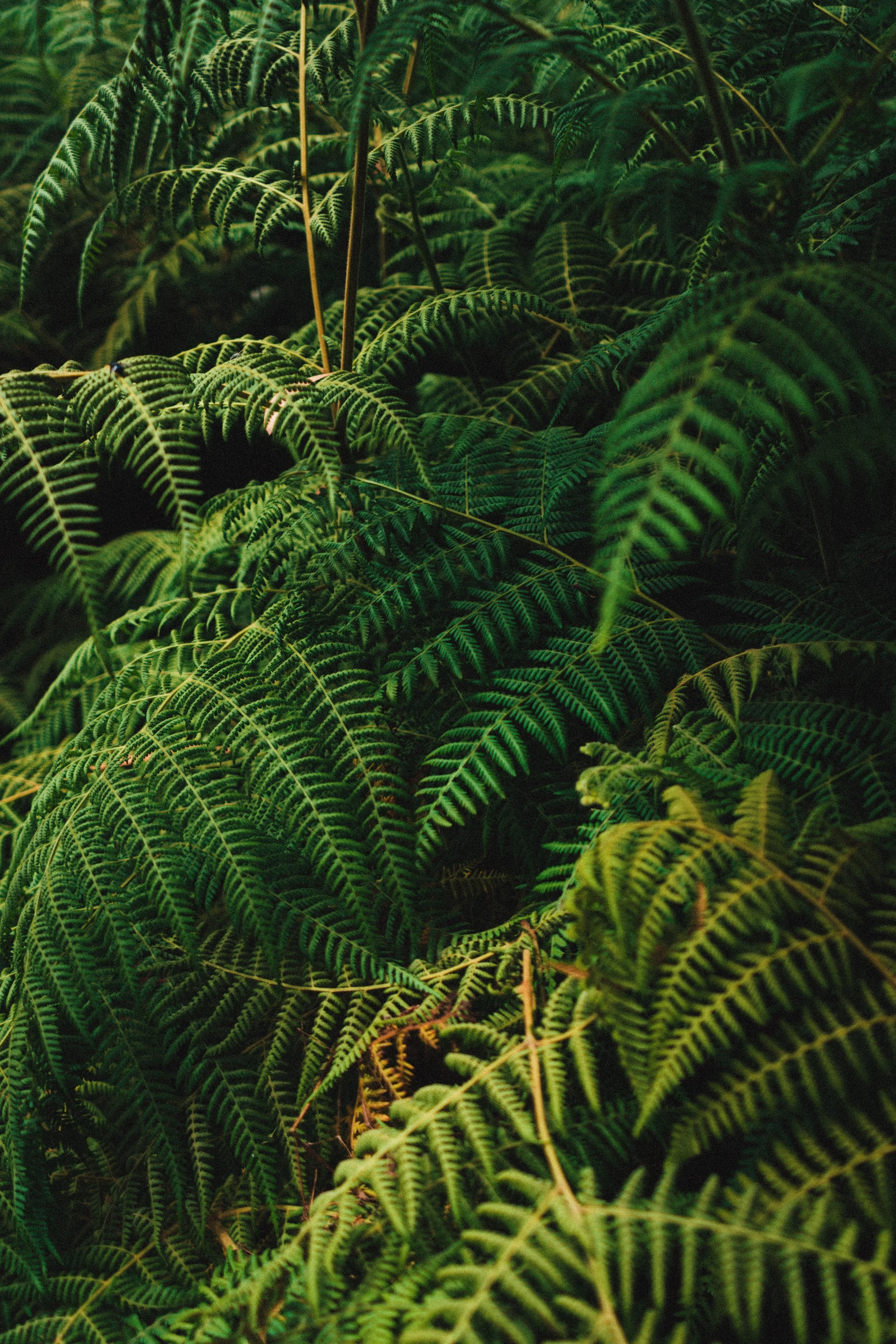 Dense green fern leaves overlapping each other.