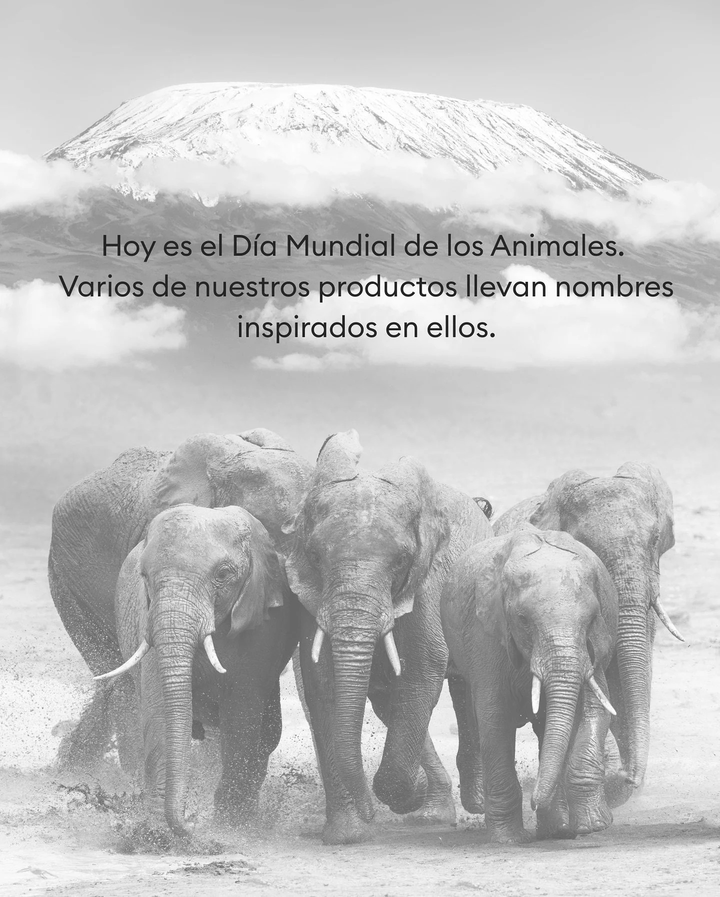 4 de octubre. D&iacute;a Mundial de los Animales.

Se eligi&oacute; esta fecha porque es el d&iacute;a de San Francisco de As&iacute;s, el santo patrono de los animales y del medioambiente, reconocido por su amor y respeto hacia todas las formas de v