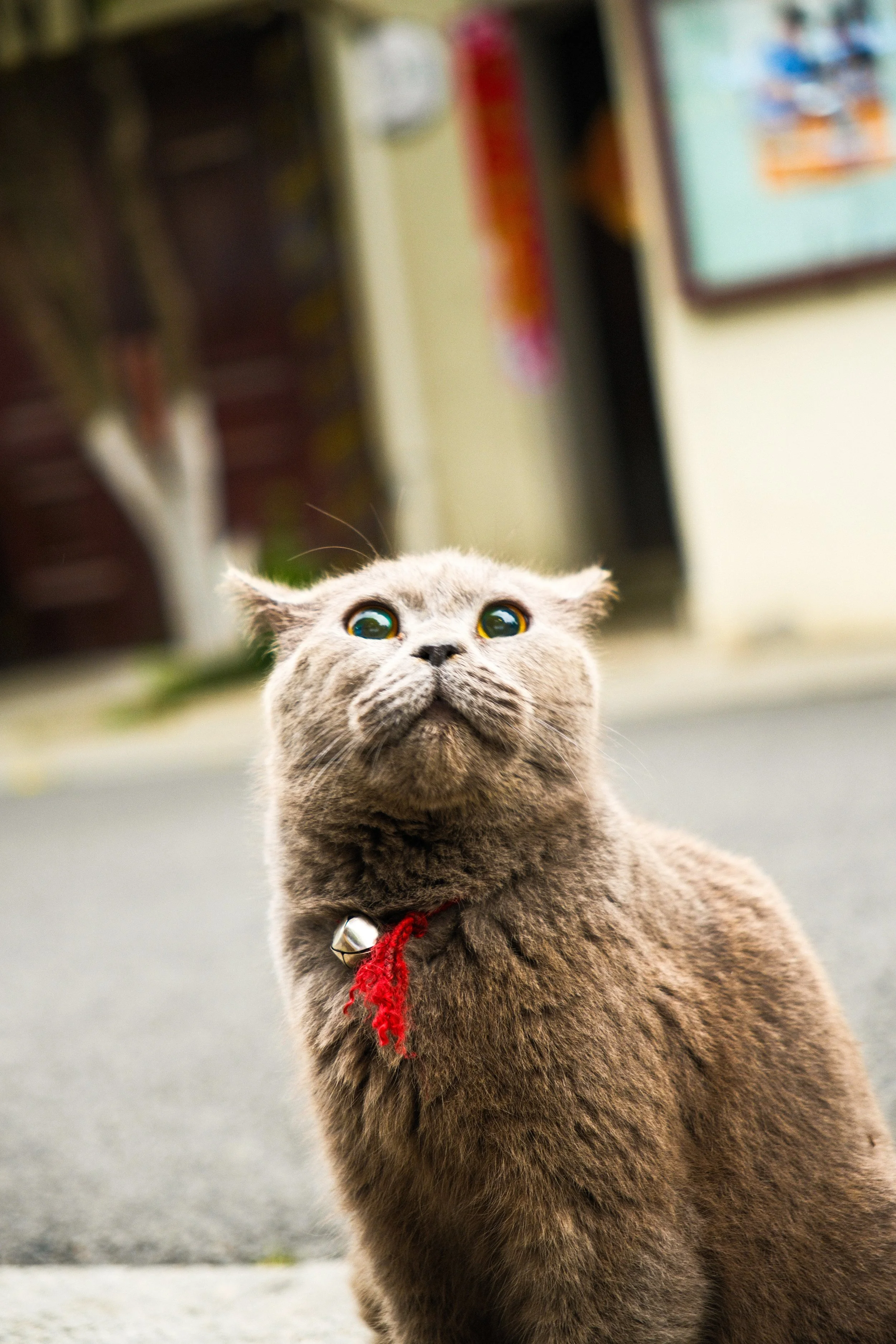 DSCF6568.jpg