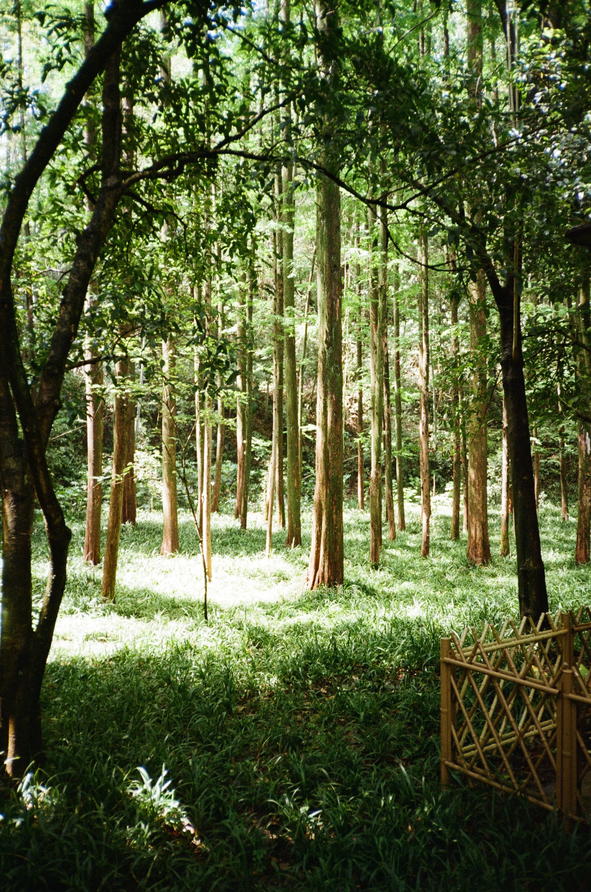 A lush green forest with tall trees and dense foliage, with sunlight filtering through the leaves and a small bamboo fence on the right side.