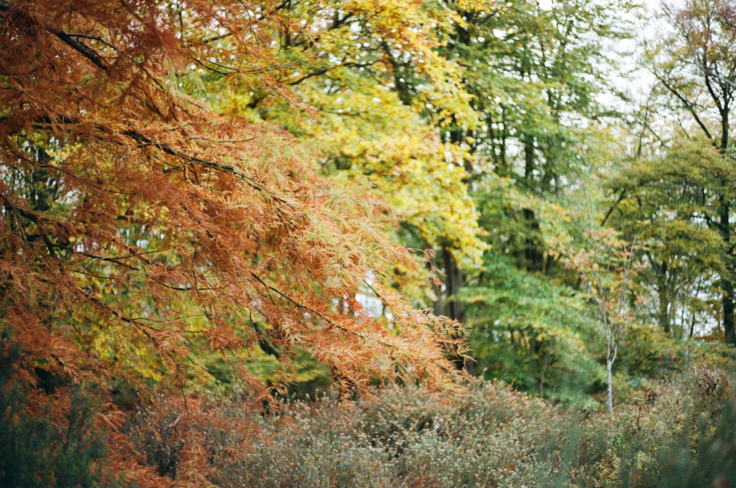 Fall foliage along a park path with trees displaying red, orange, yellow, and green leaves.