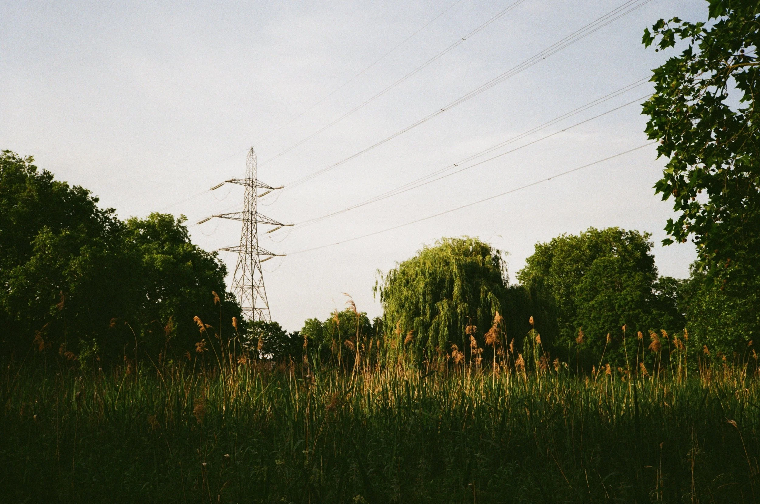 A landscape with a transmission tower and power lines above tall grass and trees on a clear day.
