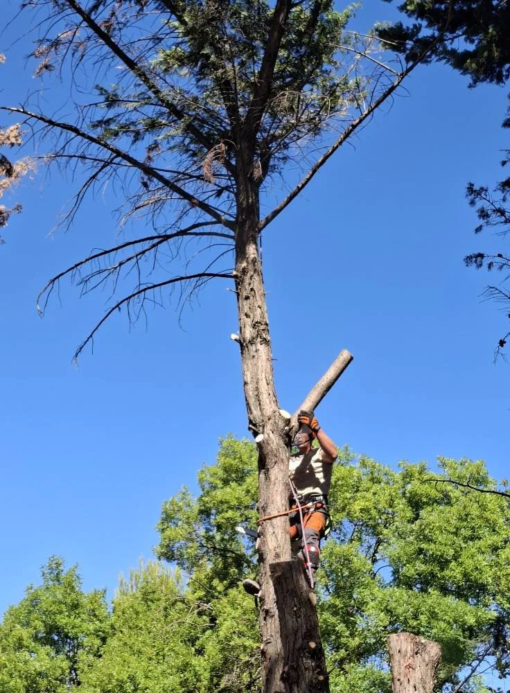Un homme en tenue de travail grimpe à un arbre avec un équipement de sécurité, dans un environnement verdoyant sous un ciel bleu.
