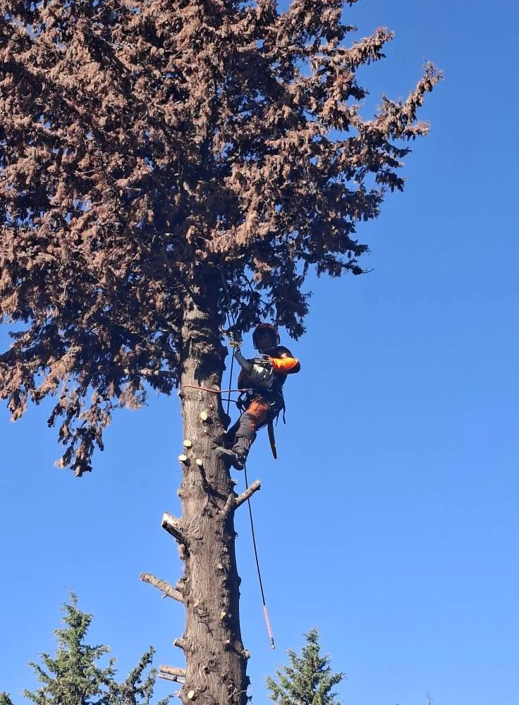 Un arbre avec un homme qui grimpe en utilisant un équipement d'élagage ou d'escalade.