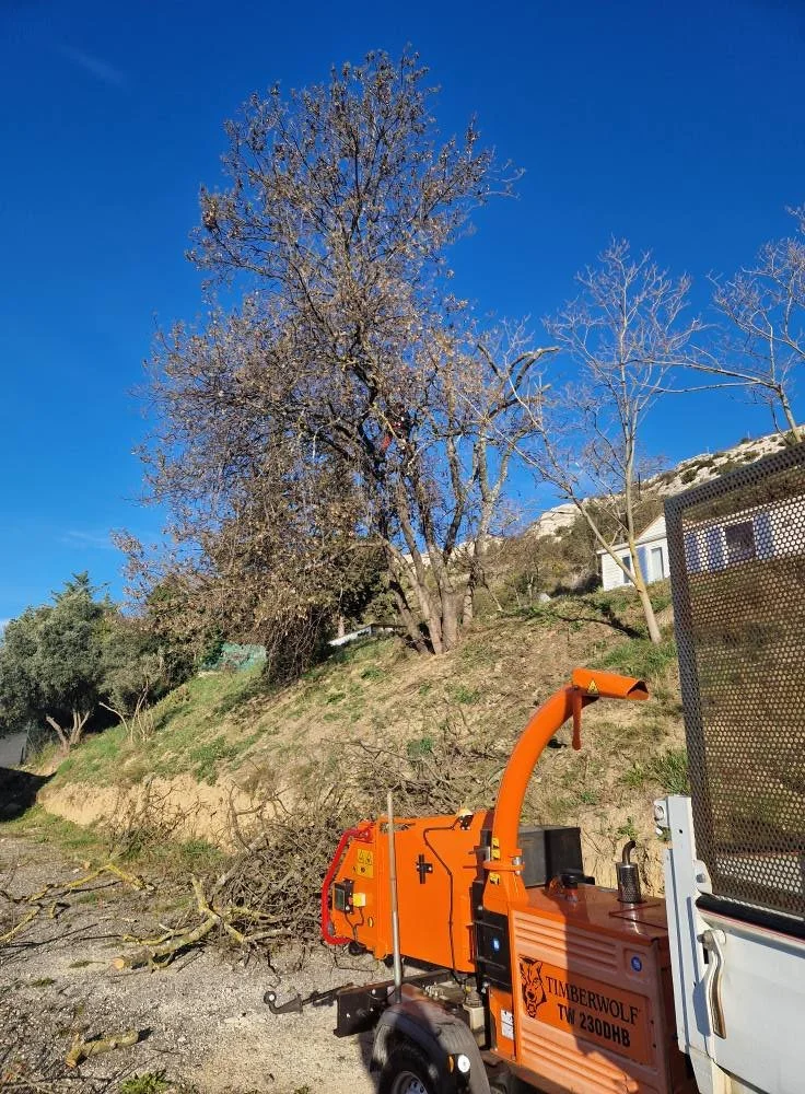 Un arbre avec des fleurs ou des bourgeons, à côté d'une machine orange utilisée pour l'élagage ou la coupe d'arbre, avec un ciel bleu clair en arrière-plan.