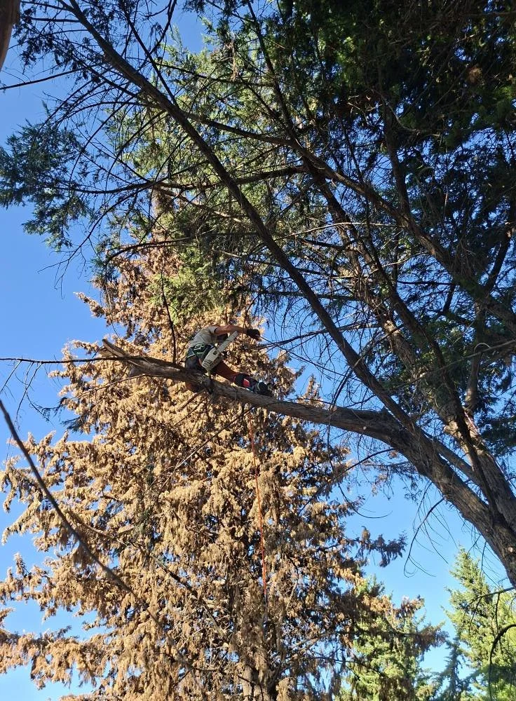Un homme en équipement de sécurité grimpe un arbre en utilisant une plateforme fixée à une corde. Le ciel est clair et bleu, avec plusieurs arbres à feuillage mixte en arrière-plan.