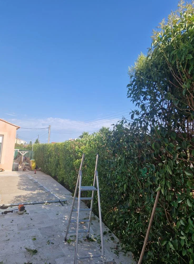 Jardin en construction avec une échelle en aluminium sur une terrasse, un grand buisson vert en arrière-plan, un ciel bleu clair avec quelques nuages, et une maison visible au fond.