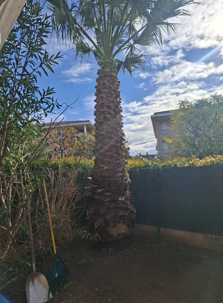 Photo d'une plantation de palmier avec un ciel partiellement nuageux en arrière-plan, entourée de végétation et de bâtiments résidentiels.