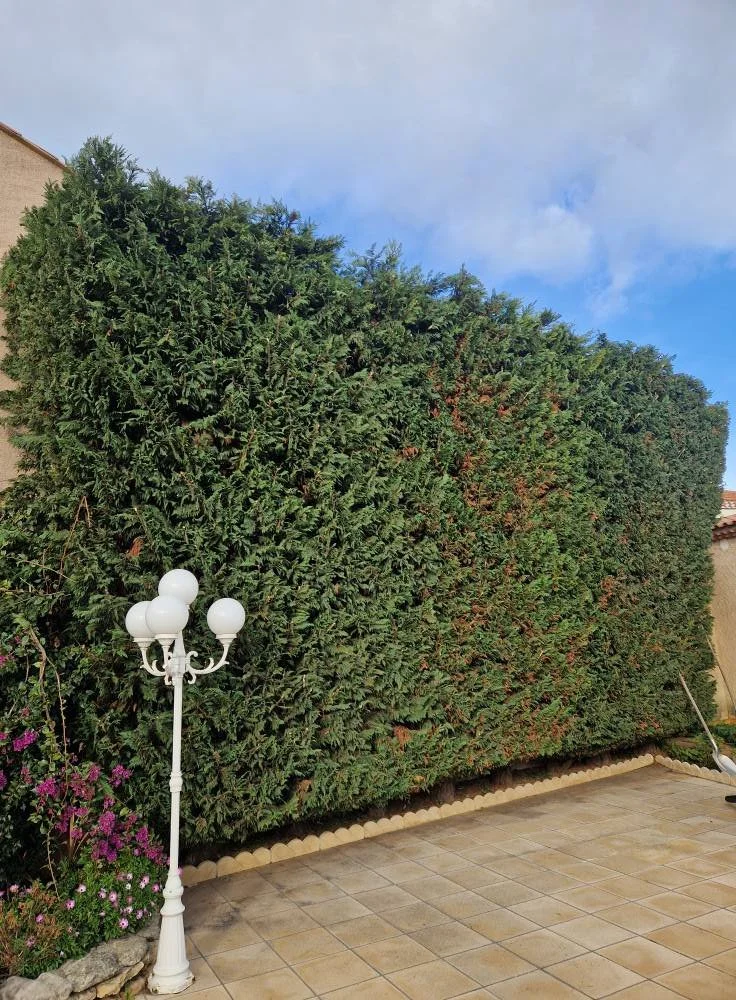 Un grand mur de haie d'arbustes verts, un lampadaire blanc avec des globes en haut, et des fleurs roses à gauche sur un sol en carreaux.