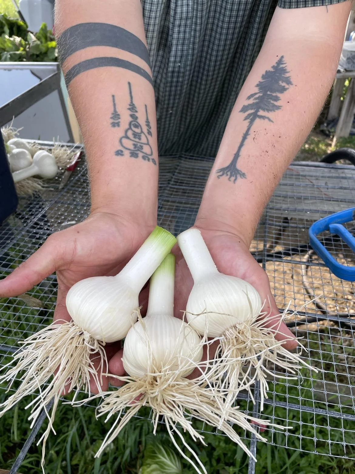 Garlic and onion substitutions for seasonal cooking