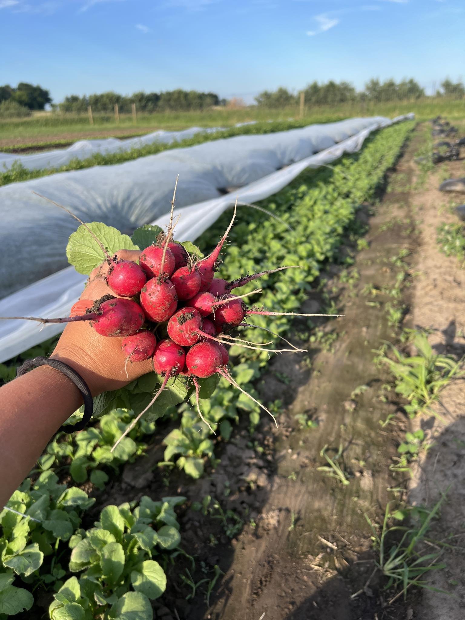 Person holding a bunch of freshly picked radishes in front of a garden row with green leafy plants and a blue sky.