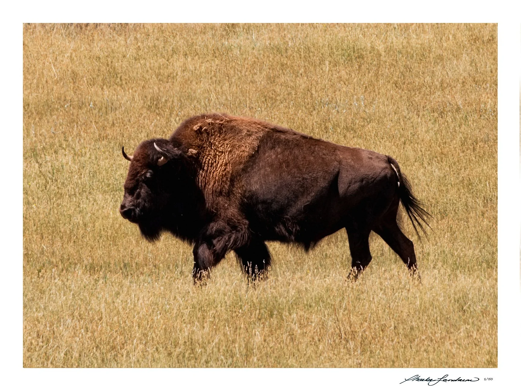 Tatanka A Sacred Buffalo  • 12x12