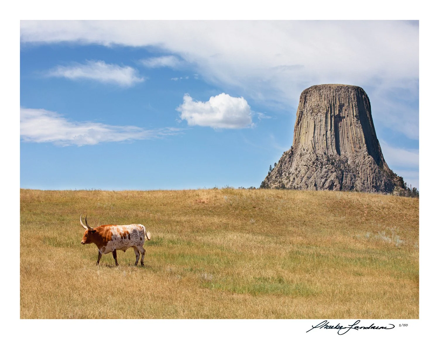 Long Horn Wanders Bears Lodge • 14x11