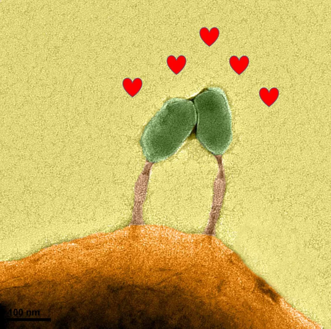 Two viruses (in green) enjoying a tender moment while infecting a bacterial cell (orange)
