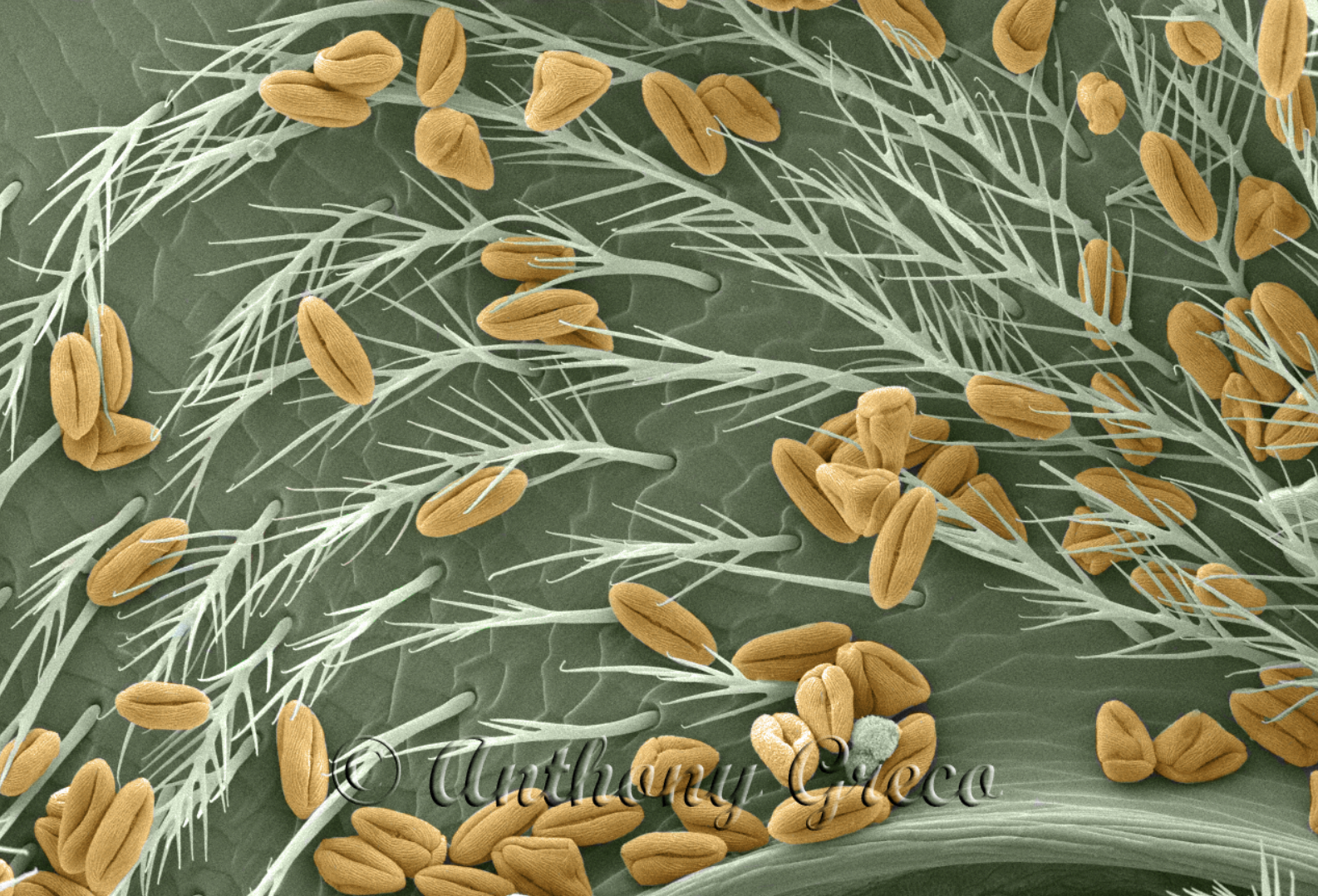 Pollen (in yellow) on the back of a honeybee