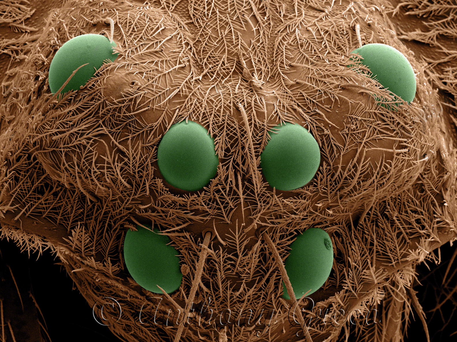 Spider head showing eyes (green)