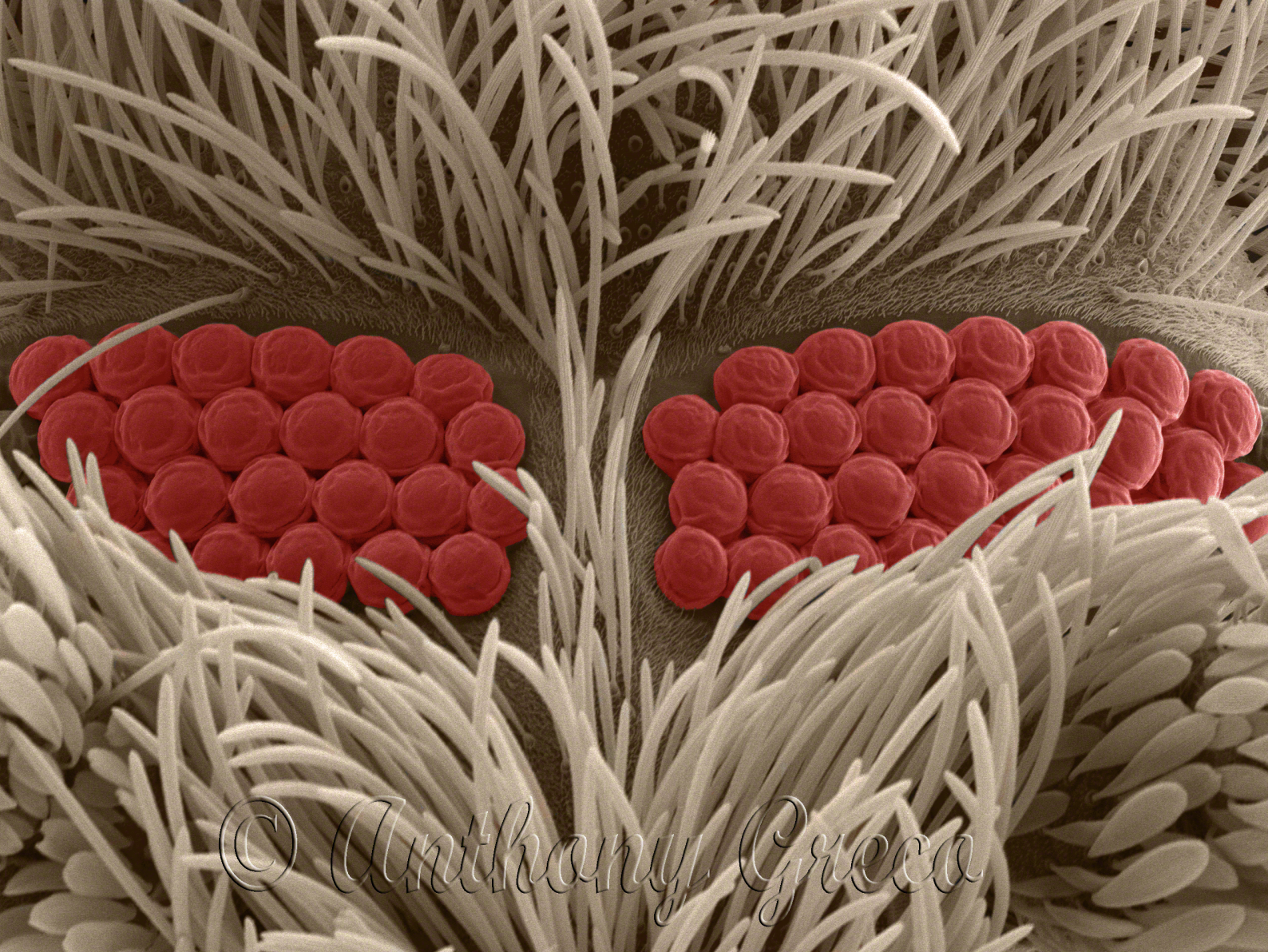 Moth fly compound eyes