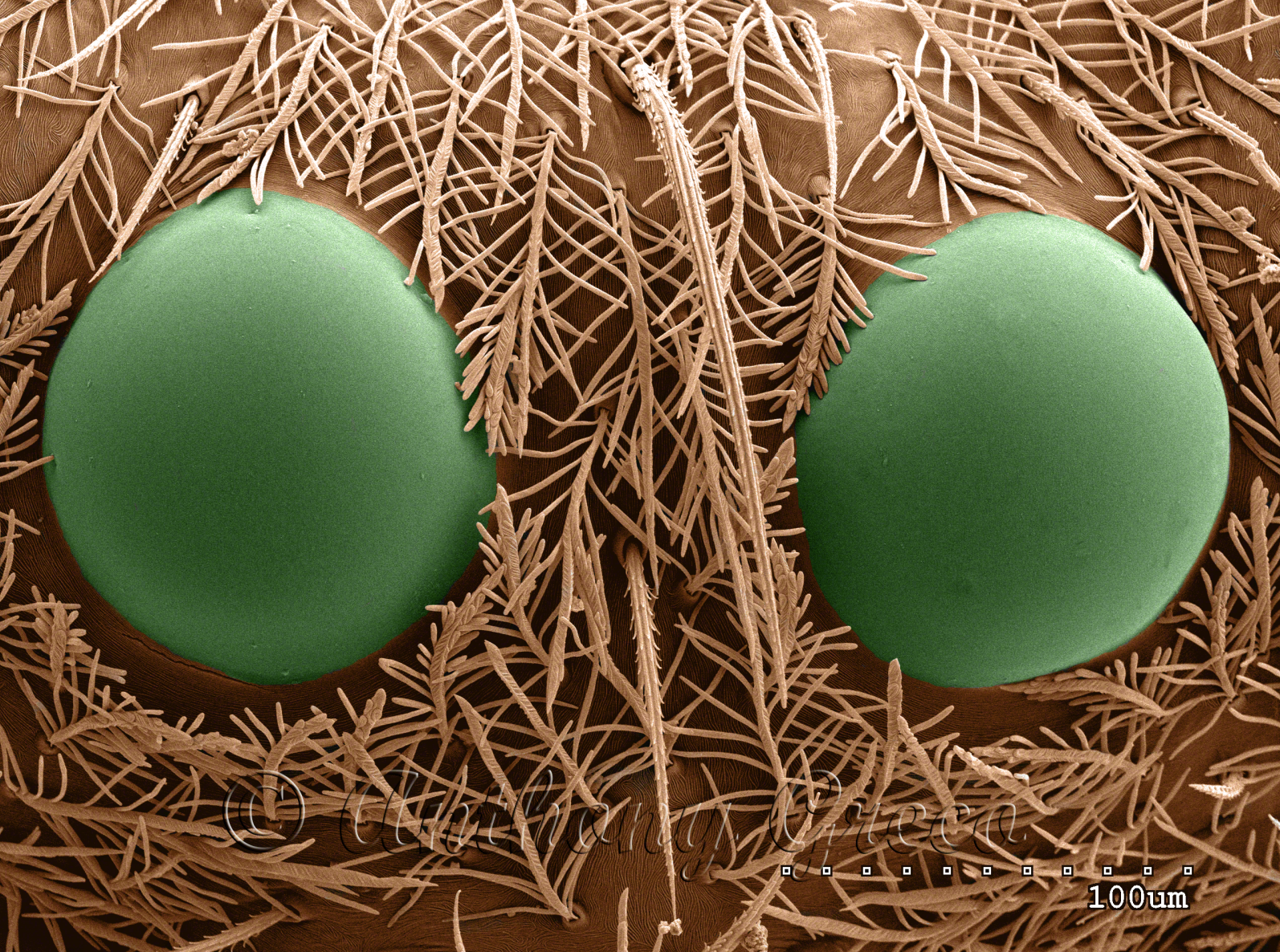 Closeup of two spider eyes