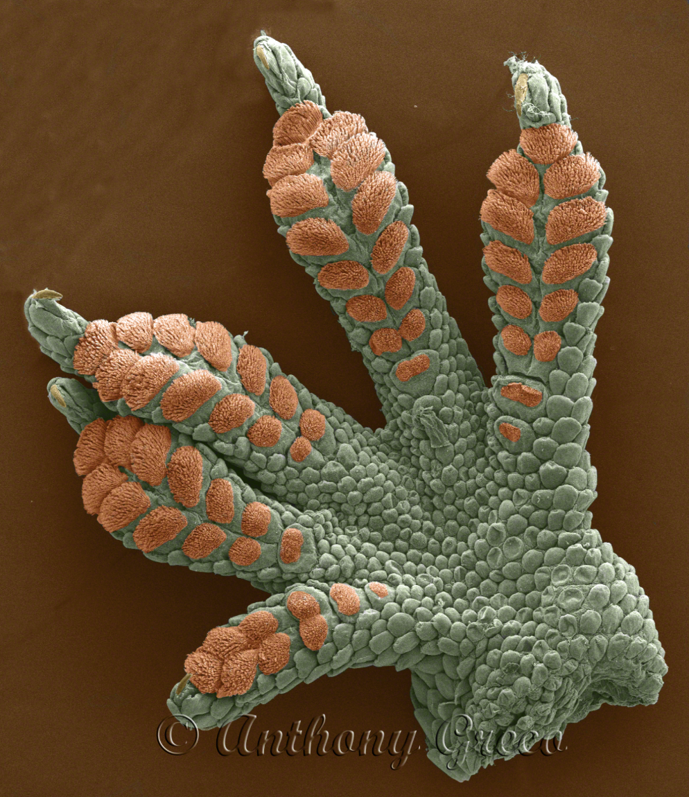 Bottom of a gecko foot showing the setae (hairs) in orange