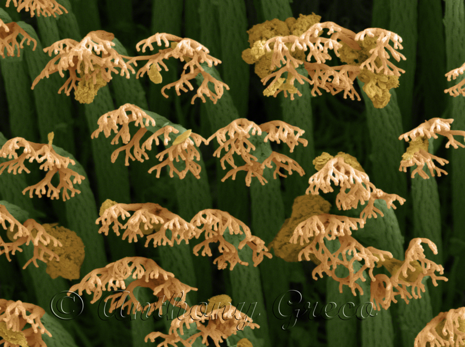 Close up of the bottom of a gecko foot showing setae which allow gecko to hang upside down