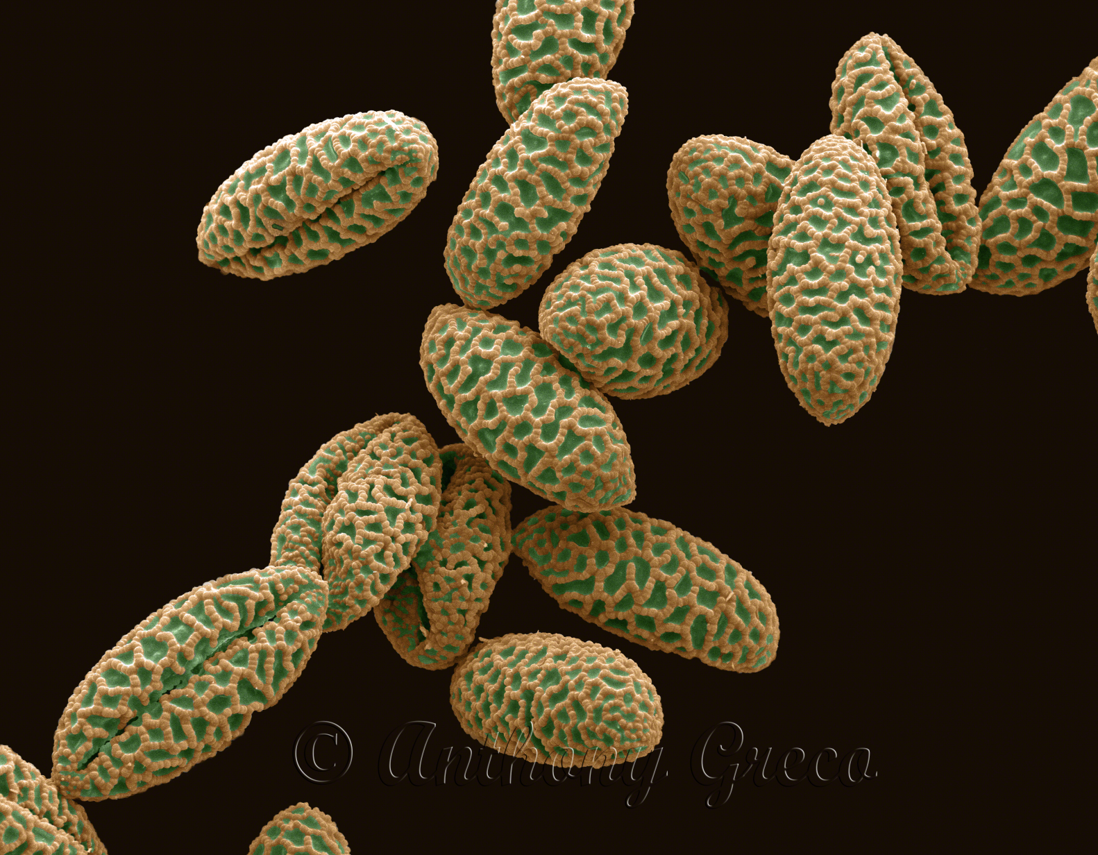 lily pollen grains