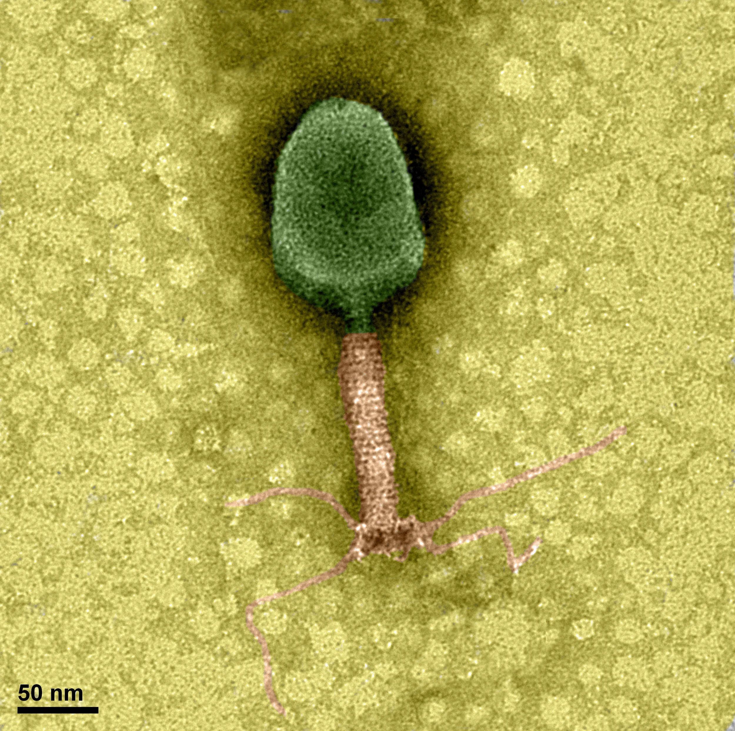 T-4 virus (phage) showing tail and tail fibers