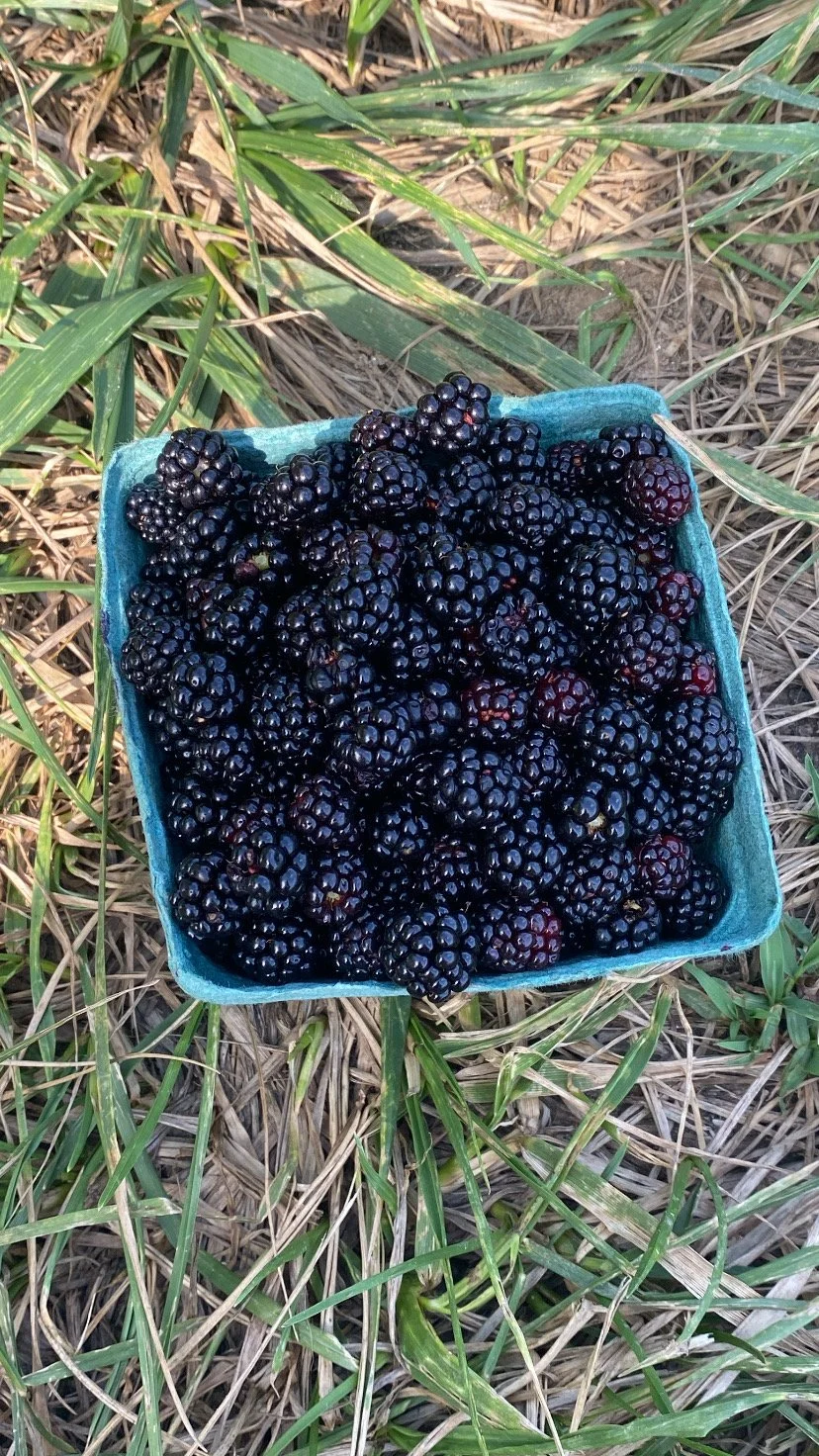 wild black raspberry harvest