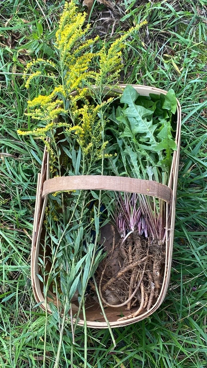 a basket of golden rod and dandelion leaf and root harvests (solidago app, taraxacum officinale)