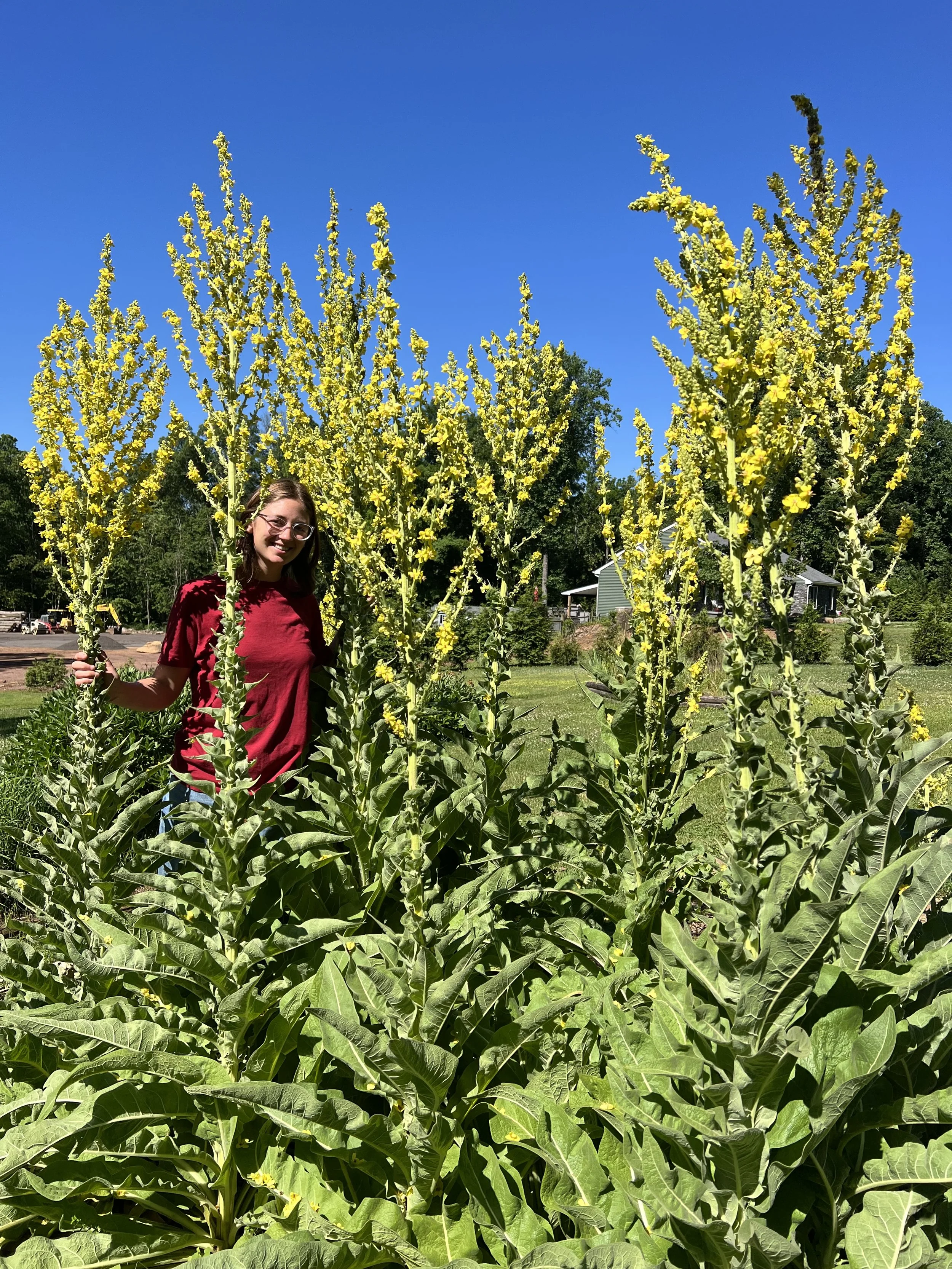 The picture shows a woman, Rachel, standing among Mullein plants in a garden. The Mullein are towering above the woman and in bloom.