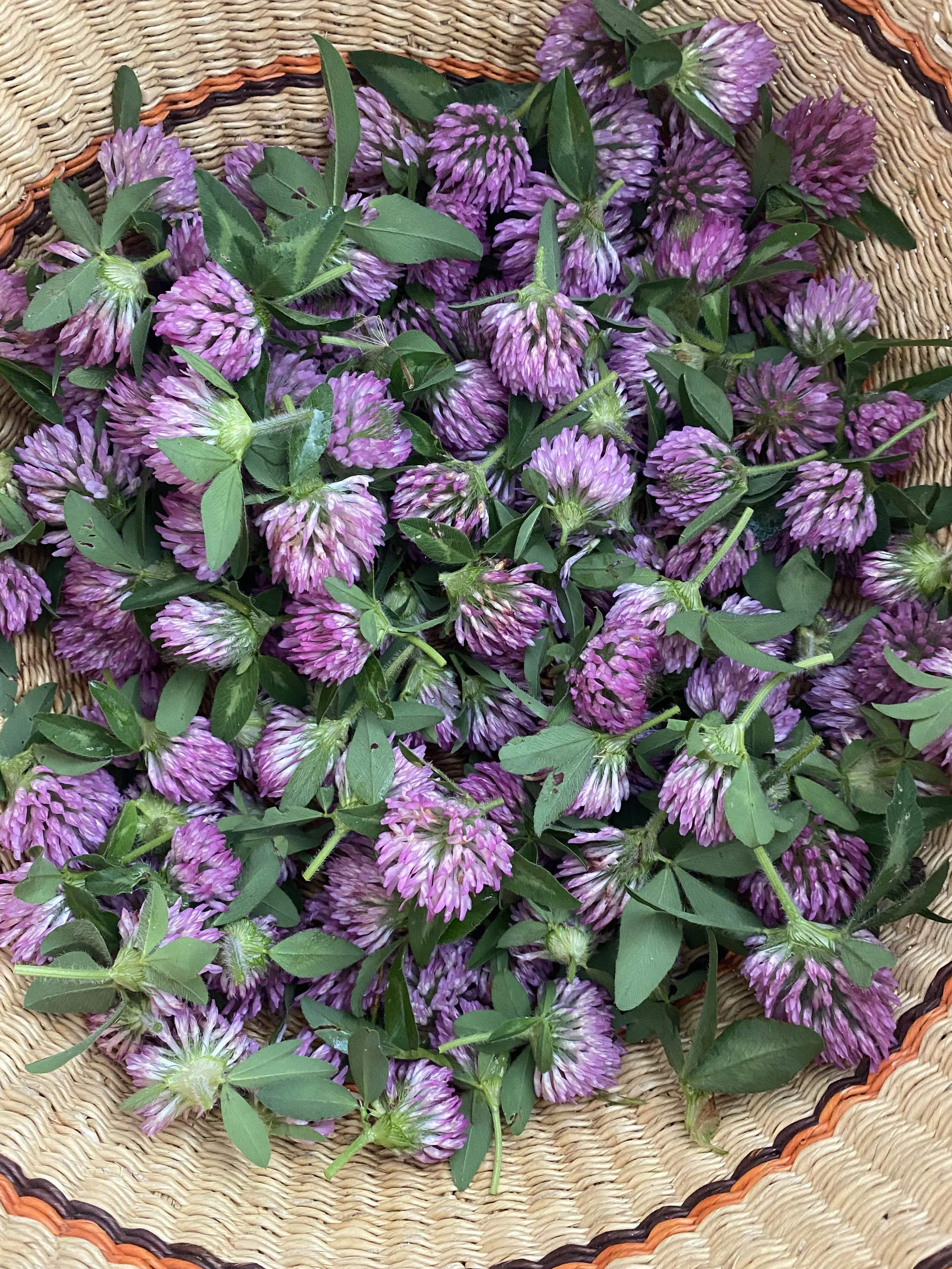 trifolium pratense harvest - red clover blossoms