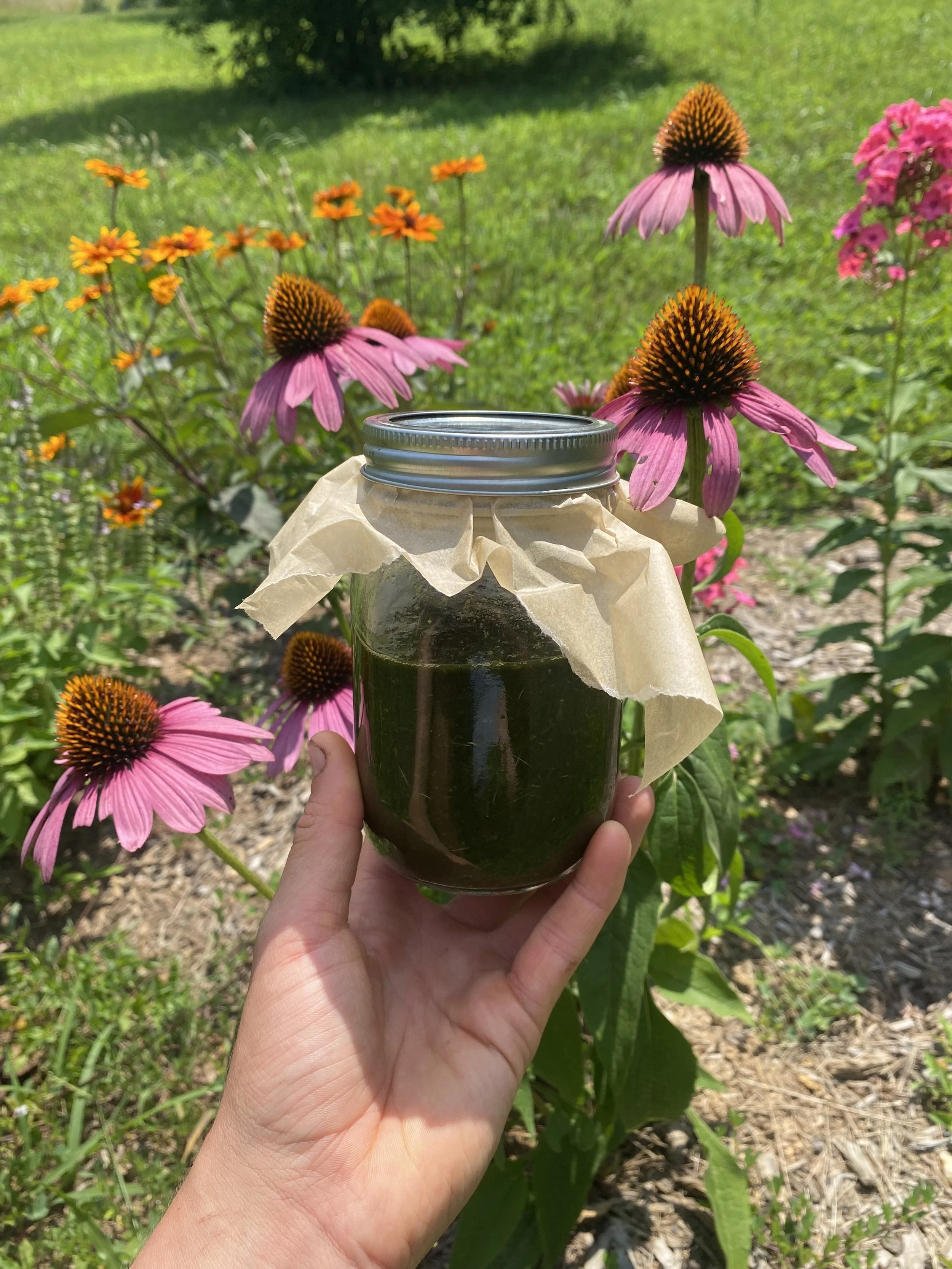 echinacea tincture macerating (echinacea purpurea)