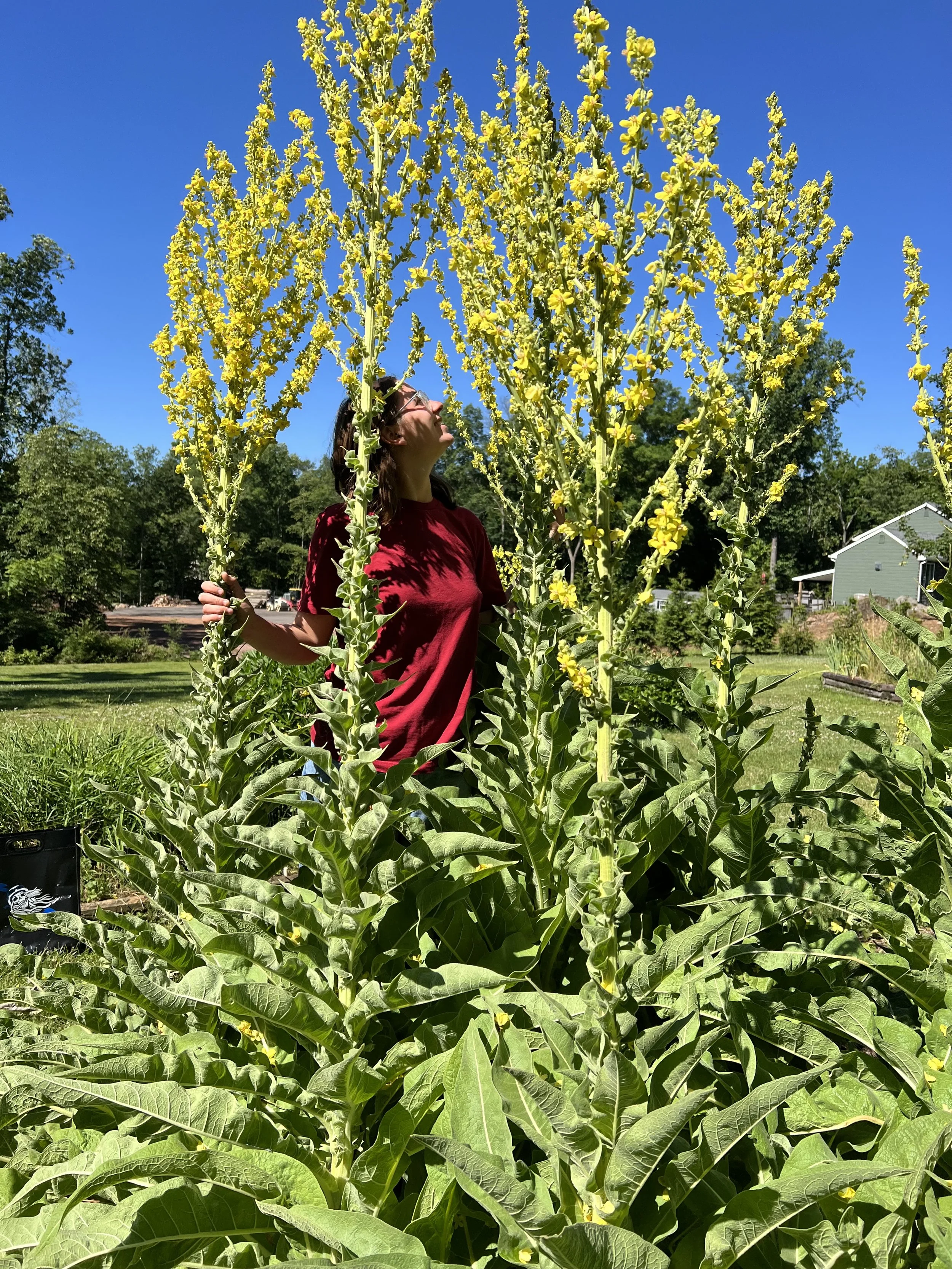 mullein in flower (verbascum thapsus)